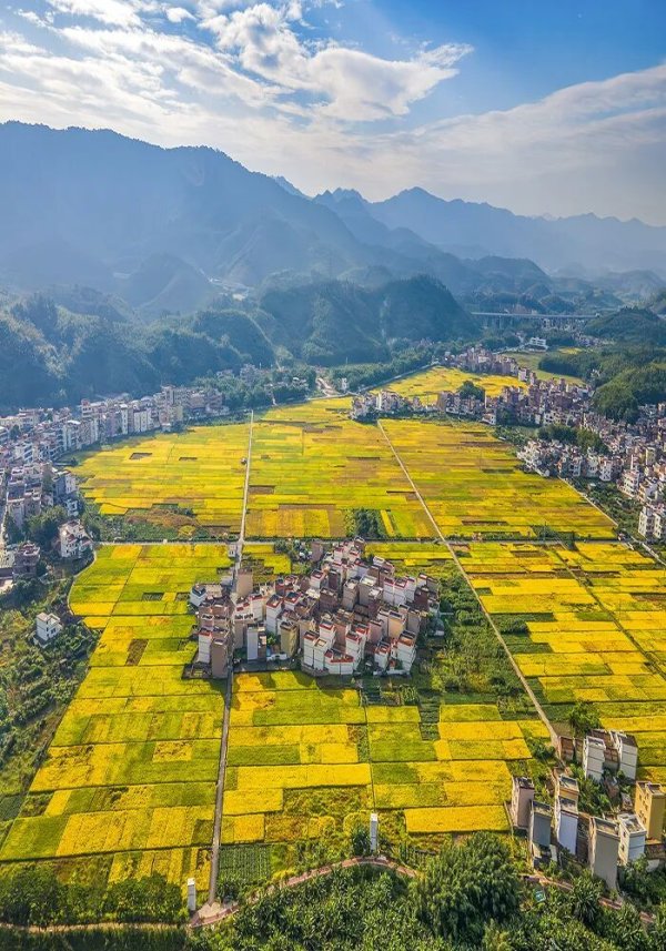 股票king 金穗摇风千重浪！广宁17.9万亩稻田开镰